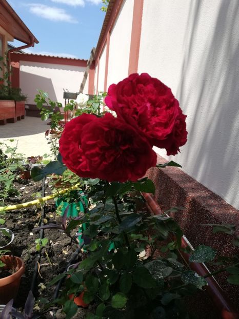  - Gradina iulie 2021