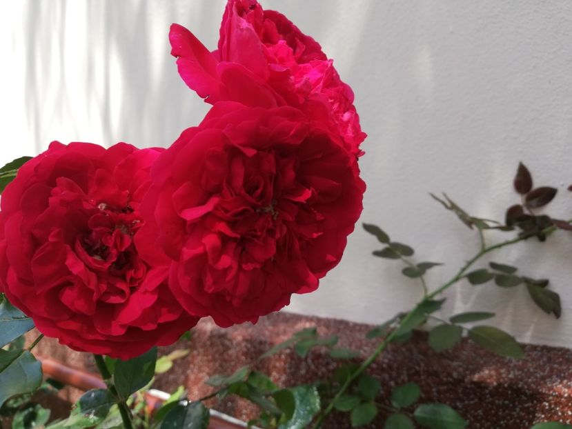  - Gradina iulie 2021