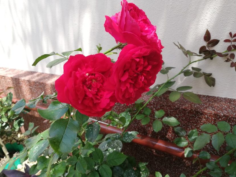  - Gradina iulie 2021