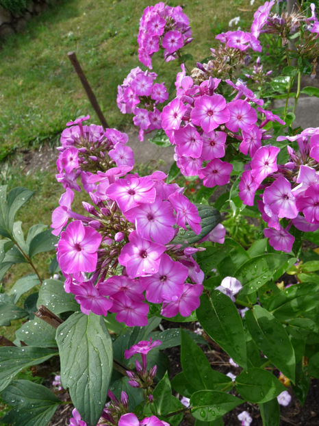  - Phlox - brumarele