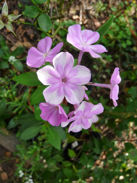  - Phlox - brumarele