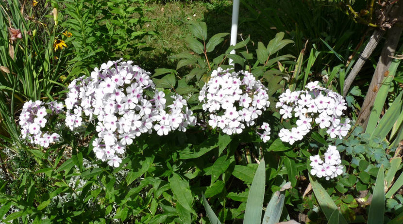  - Phlox - brumarele