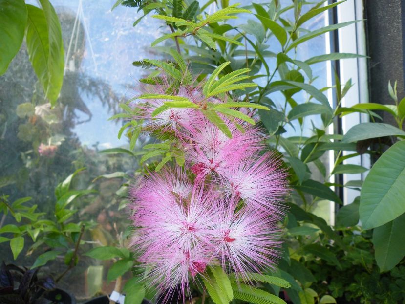 calliandra surinamensis - 2021