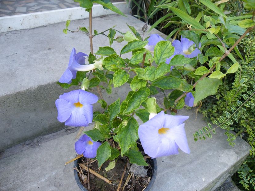 thunbergia erecta - 2021