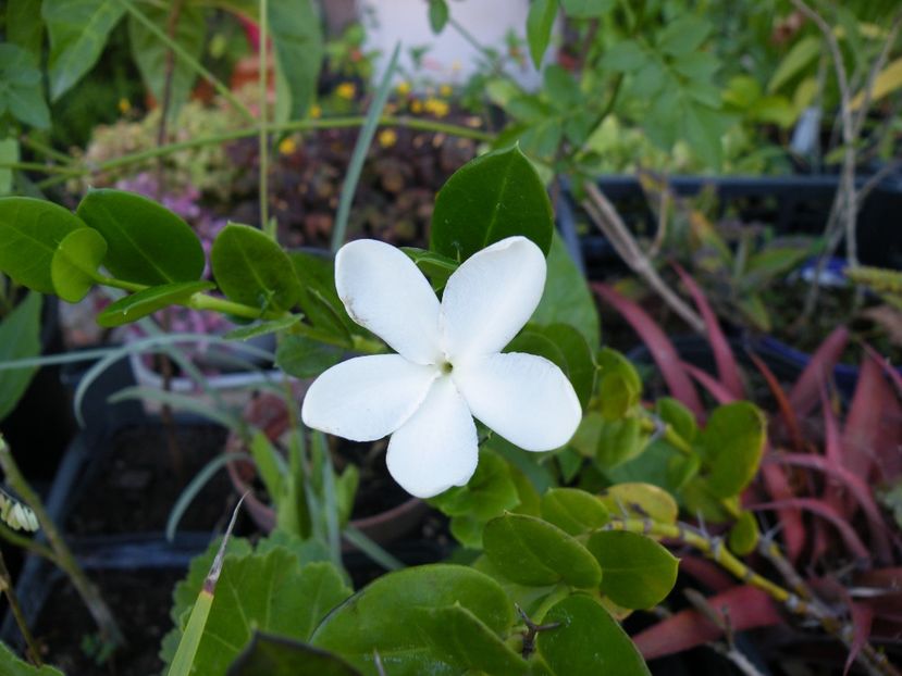 carissa grandiflora - 2021
