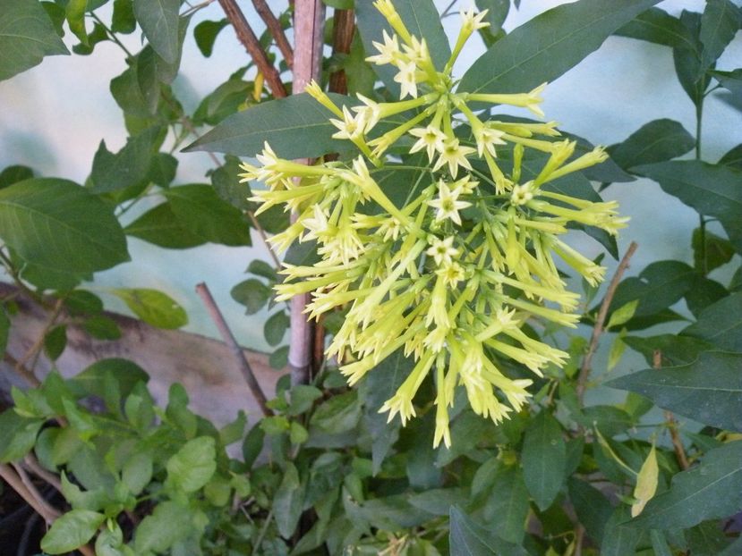 cestrum poepigii - 2021