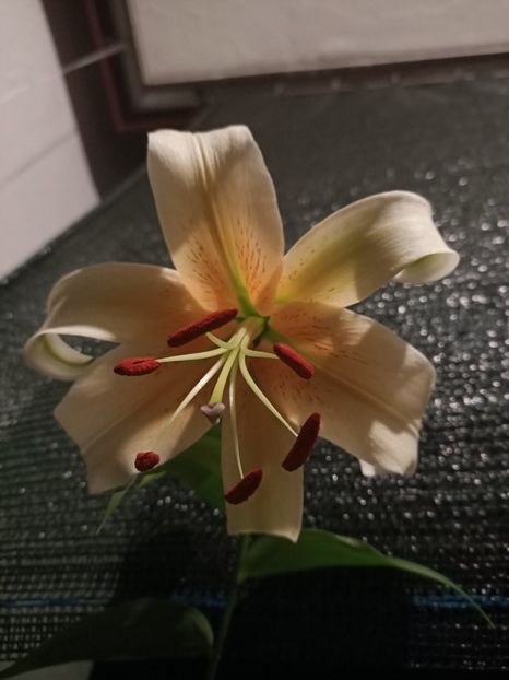 9.07.2021 - Crin Mister Cas - 1 Achiziție nouă