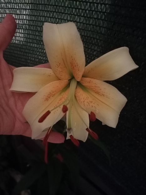 9.07.2021 - Crin Mister Cas - 1 Achiziție nouă