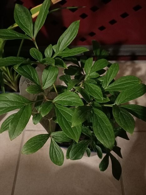 9.07.2021 - 1 Achiziție nouă