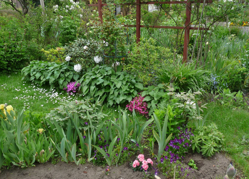 2021 - Phlox - brumarele