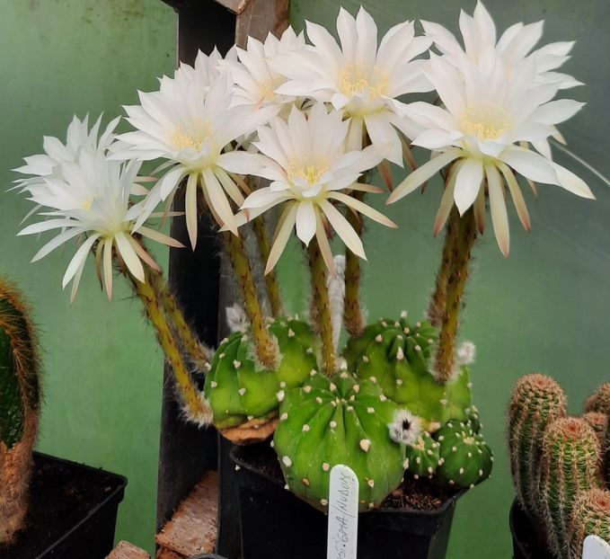  - 5 Cactuși