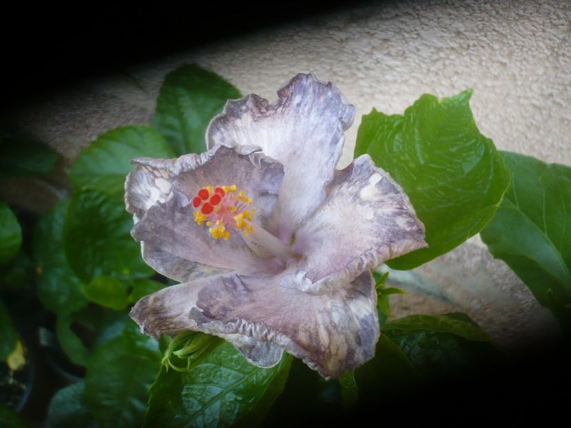 P1490467 - HIBISCUSI 2021-2