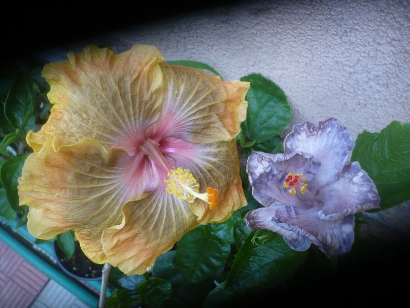 P1490468 - HIBISCUSI 2021-2