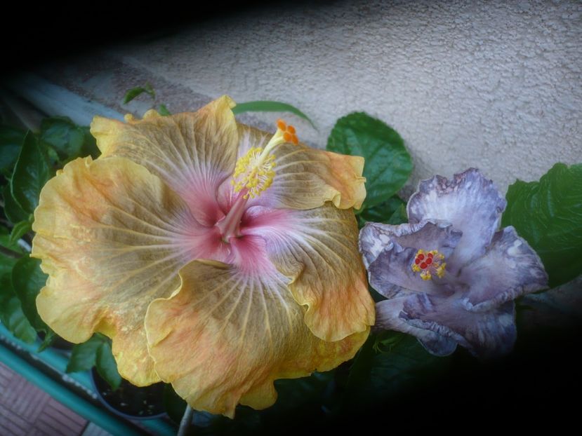 P1490469 - HIBISCUSI 2021-2