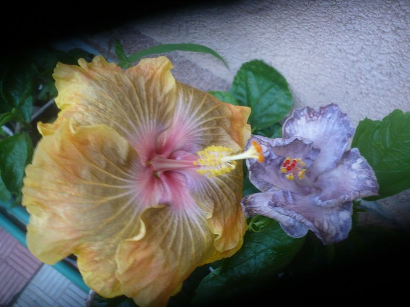 P1490470 - HIBISCUSI 2021-2
