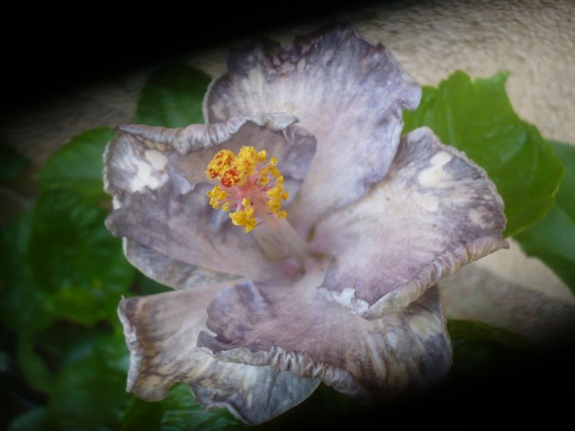P1490471 - HIBISCUSI 2021-2