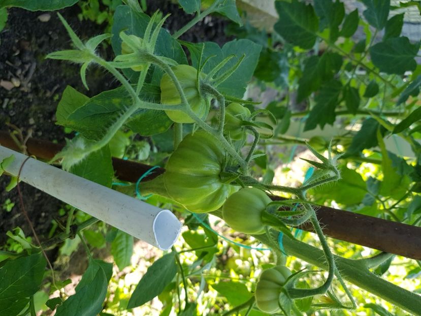 Liguria f1 - Iulie 2021