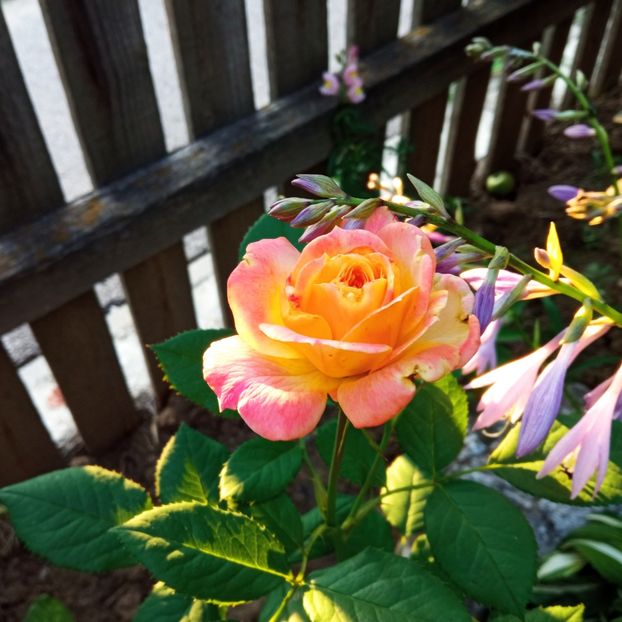Gartenspas - Colectie Trandafiri