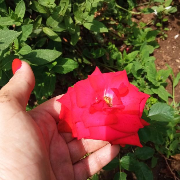 Foc de Tabara - Colectie Trandafiri