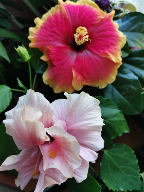  - Hibiscus 2015-2024
