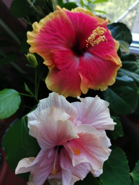  - Hibiscus 2015-2024