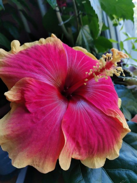  - Hibiscus 2015-2024