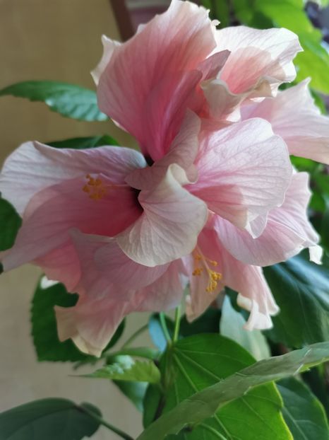  - Hibiscus 2015-2024