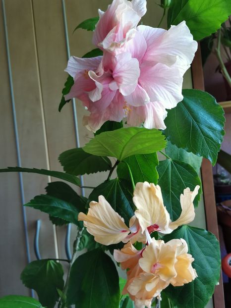 - Hibiscus 2015-2024