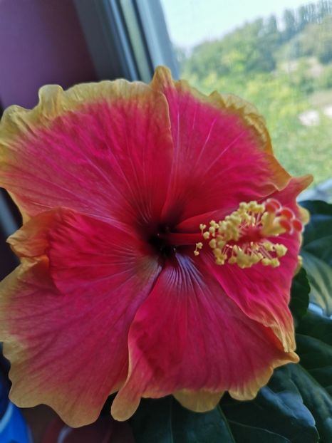 - Hibiscus 2015-2024