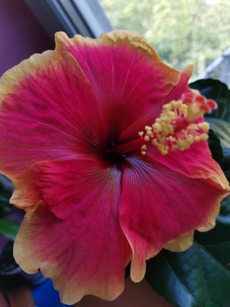  - Hibiscus 2015-2024