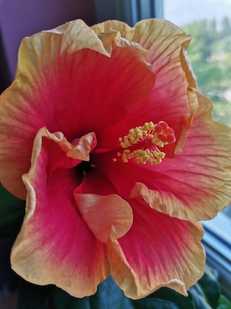  - Hibiscus 2015-2024