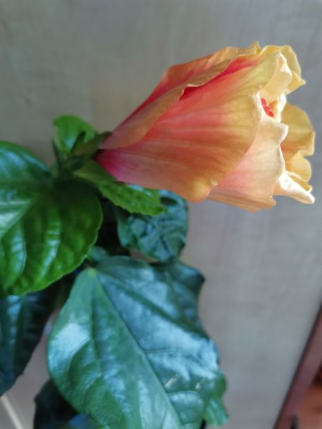  - Hibiscus 2015-2024