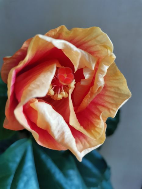  - Hibiscus 2015-2024