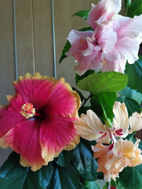  - Hibiscus 2015-2024