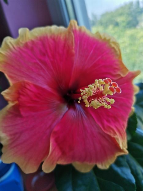  - Hibiscus 2015-2024