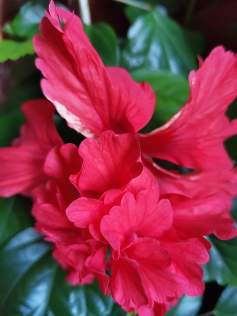  - Hibiscus 2015-2024