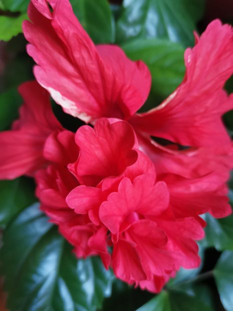  - Hibiscus 2015-2024