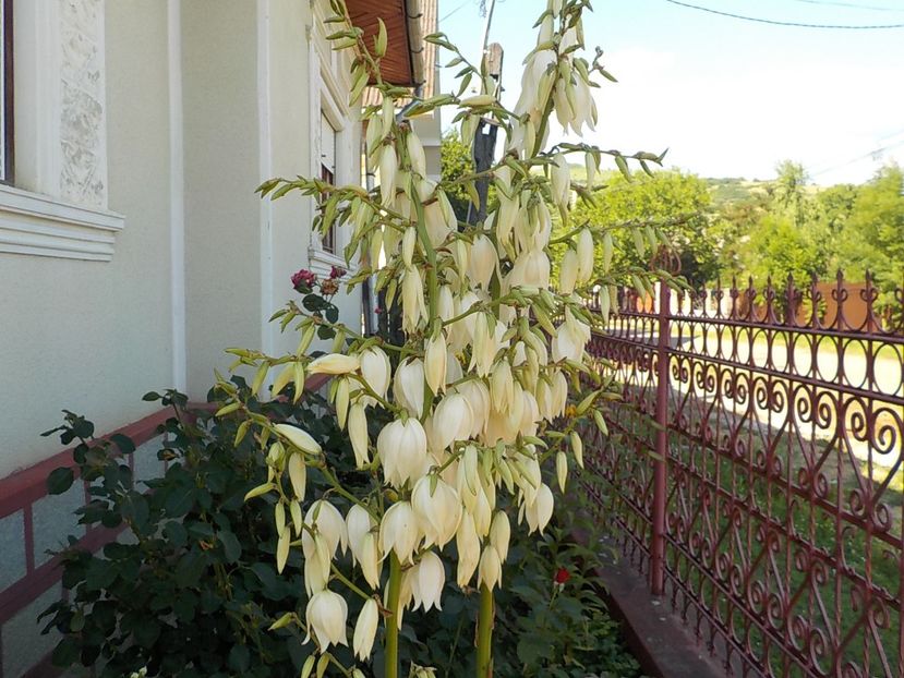  - yucca filamentosa
