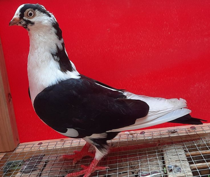  - Porumbei care mi-au aparținut 2