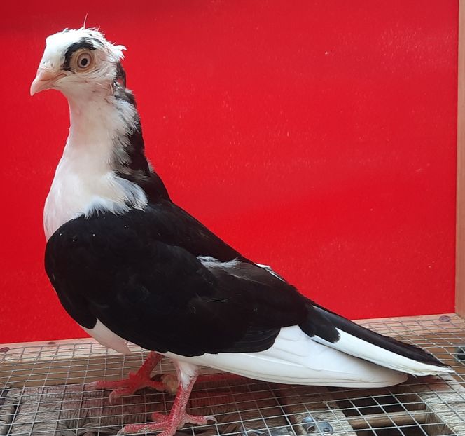  - Porumbei care mi-au aparținut 2