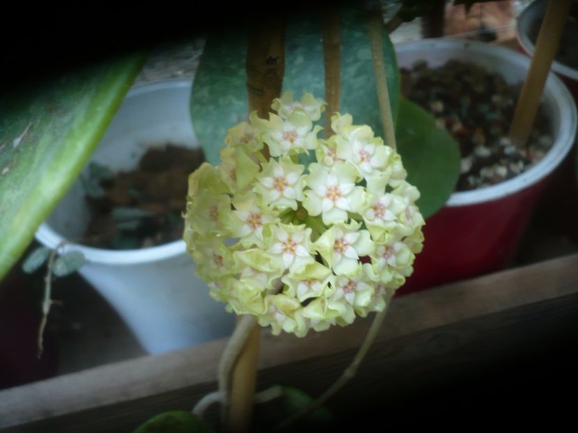 10.07.2021 - HOYA 2021-1