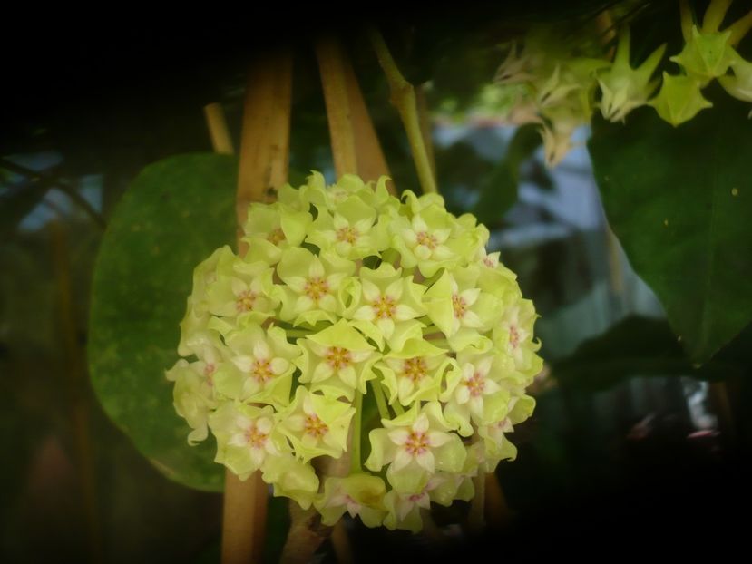 P1490491 - HOYA 2021-1