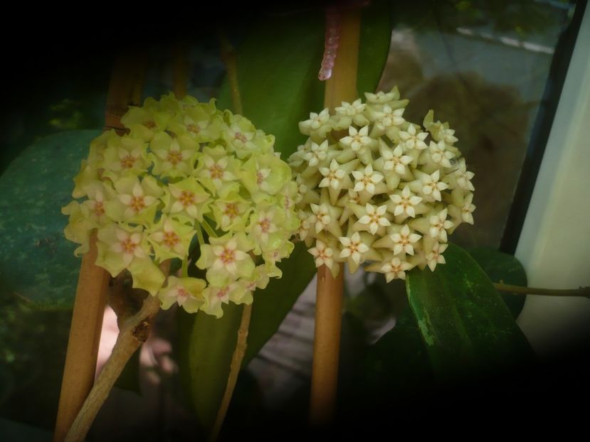 P1490495 - HOYA 2021-1