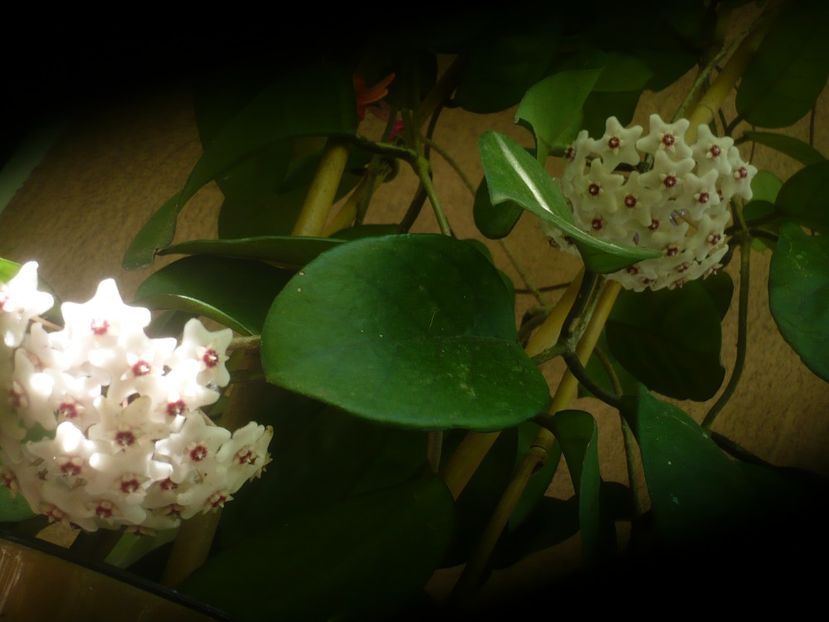 P1490499 - HOYA 2021-1