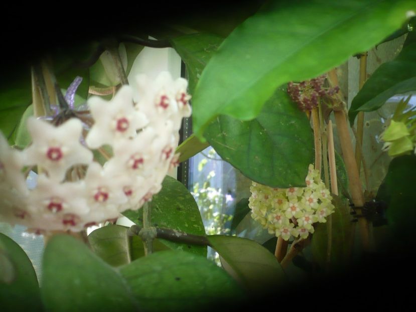 10.07.2021 - HOYA 2021-2