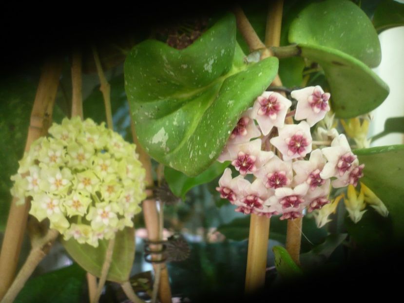 P1490504 - HOYA 2021-2