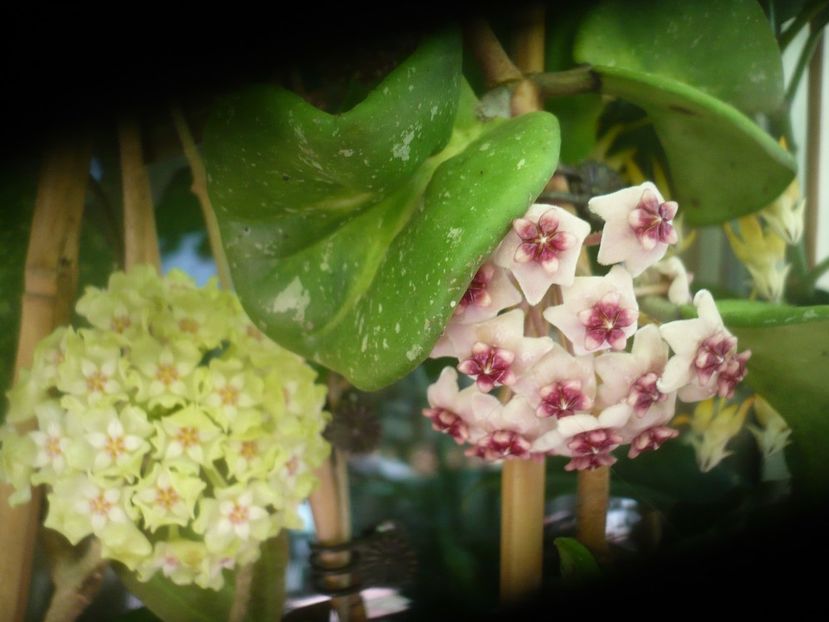 P1490506 - HOYA 2021-2