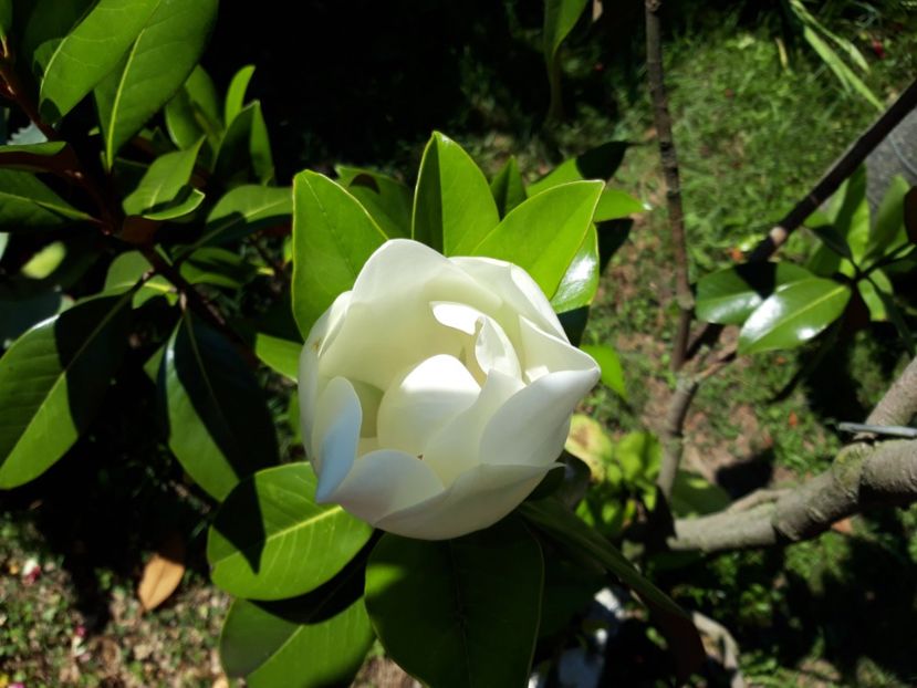  - Magnolia grandiflora gallisoniensis