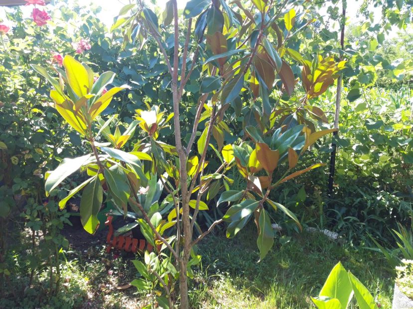  - Magnolia grandiflora gallisoniensis