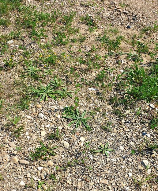 ♡♡♡♡♡♡♡ - - P - Fotografii